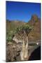 Rose of Desert (Adenium Obesum Ssp. Sokotranum), Dihamri Beach, Socotra Island, Yemen, Middle East-Bruno Morandi-Mounted Photographic Print