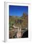 Rose of Desert (Adenium Obesum Ssp. Sokotranum), Dihamri Beach, Socotra Island, Yemen, Middle East-Bruno Morandi-Framed Photographic Print