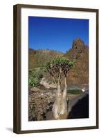 Rose of Desert (Adenium Obesum Ssp. Sokotranum), Dihamri Beach, Socotra Island, Yemen, Middle East-Bruno Morandi-Framed Photographic Print