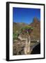 Rose of Desert (Adenium Obesum Ssp. Sokotranum), Dihamri Beach, Socotra Island, Yemen, Middle East-Bruno Morandi-Framed Photographic Print