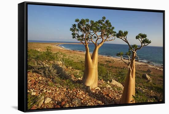 Rose of Desert (Adenium Obesum Ssp. Sokotranum), Dihamri Beach, Socotra Island, Yemen, Middle East-Bruno Morandi-Framed Stretched Canvas