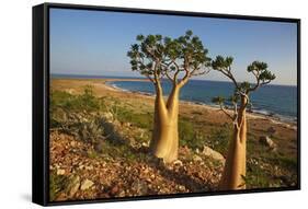 Rose of Desert (Adenium Obesum Ssp. Sokotranum), Dihamri Beach, Socotra Island, Yemen, Middle East-Bruno Morandi-Framed Stretched Canvas
