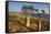 Rose of Desert (Adenium Obesum Ssp. Sokotranum), Dihamri Beach, Socotra Island, Yemen, Middle East-Bruno Morandi-Framed Stretched Canvas