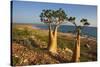 Rose of Desert (Adenium Obesum Ssp. Sokotranum), Dihamri Beach, Socotra Island, Yemen, Middle East-Bruno Morandi-Stretched Canvas