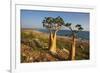 Rose of Desert (Adenium Obesum Ssp. Sokotranum), Dihamri Beach, Socotra Island, Yemen, Middle East-Bruno Morandi-Framed Photographic Print