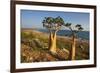 Rose of Desert (Adenium Obesum Ssp. Sokotranum), Dihamri Beach, Socotra Island, Yemen, Middle East-Bruno Morandi-Framed Photographic Print