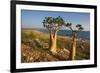 Rose of Desert (Adenium Obesum Ssp. Sokotranum), Dihamri Beach, Socotra Island, Yemen, Middle East-Bruno Morandi-Framed Photographic Print