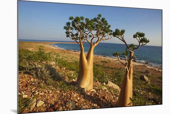 Rose of Desert (Adenium Obesum Ssp. Sokotranum), Dihamri Beach, Socotra Island, Yemen, Middle East-Bruno Morandi-Mounted Photographic Print