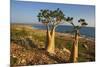 Rose of Desert (Adenium Obesum Ssp. Sokotranum), Dihamri Beach, Socotra Island, Yemen, Middle East-Bruno Morandi-Mounted Photographic Print