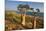 Rose of Desert (Adenium Obesum Ssp. Sokotranum), Dihamri Beach, Socotra Island, Yemen, Middle East-Bruno Morandi-Mounted Photographic Print