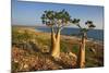 Rose of Desert (Adenium Obesum Ssp. Sokotranum), Dihamri Beach, Socotra Island, Yemen, Middle East-Bruno Morandi-Mounted Photographic Print