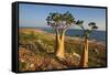 Rose of Desert (Adenium Obesum Ssp. Sokotranum), Dihamri Beach, Socotra Island, Yemen, Middle East-Bruno Morandi-Framed Stretched Canvas