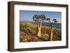 Rose of Desert (Adenium Obesum Ssp. Sokotranum), Dihamri Beach, Socotra Island, Yemen, Middle East-Bruno Morandi-Framed Photographic Print