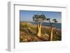 Rose of Desert (Adenium Obesum Ssp. Sokotranum), Dihamri Beach, Socotra Island, Yemen, Middle East-Bruno Morandi-Framed Photographic Print