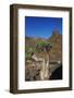 Rose of Desert (Adenium Obesum Ssp. Sokotranum), Dihamri Beach, Socotra Island, Yemen, Middle East-Bruno Morandi-Framed Photographic Print