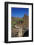 Rose of Desert (Adenium Obesum Ssp. Sokotranum), Dihamri Beach, Socotra Island, Yemen, Middle East-Bruno Morandi-Framed Photographic Print