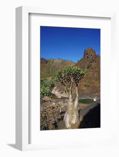 Rose of Desert (Adenium Obesum Ssp. Sokotranum), Dihamri Beach, Socotra Island, Yemen, Middle East-Bruno Morandi-Framed Photographic Print