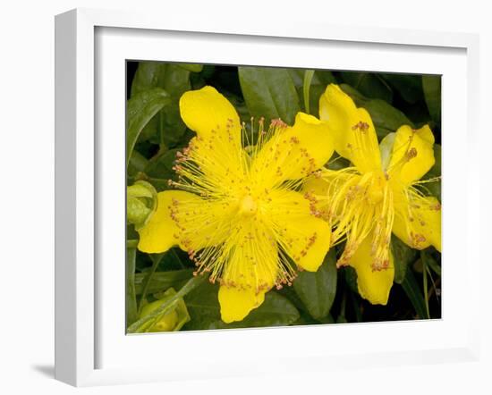 Rose-of-Sharon (Hypericum Calycinum)-Bob Gibbons-Framed Photographic Print