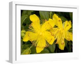 Rose-of-Sharon (Hypericum Calycinum)-Bob Gibbons-Framed Photographic Print