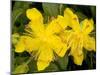 Rose-of-Sharon (Hypericum Calycinum)-Bob Gibbons-Mounted Photographic Print