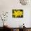 Rose-of-Sharon (Hypericum Calycinum)-Bob Gibbons-Photographic Print displayed on a wall