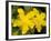 Rose-of-Sharon (Hypericum Calycinum)-Bob Gibbons-Framed Photographic Print