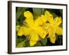 Rose-of-Sharon (Hypericum Calycinum)-Bob Gibbons-Framed Photographic Print