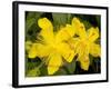 Rose-of-Sharon (Hypericum Calycinum)-Bob Gibbons-Framed Photographic Print