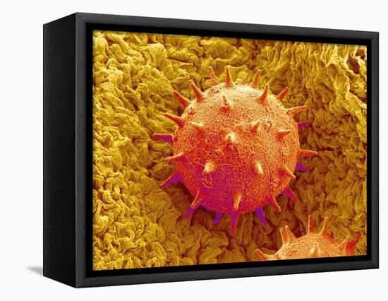 Rose of Sharon Pollen-Micro Discovery-Framed Stretched Canvas