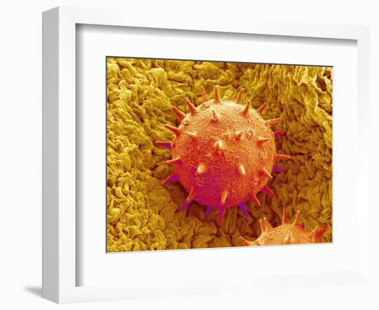 Rose of Sharon Pollen-Micro Discovery-Framed Photographic Print