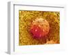 Rose of Sharon Pollen-Micro Discovery-Framed Photographic Print