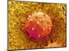 Rose of Sharon Pollen-Micro Discovery-Mounted Photographic Print