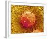 Rose of Sharon Pollen-Micro Discovery-Framed Photographic Print