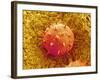 Rose of Sharon Pollen-Micro Discovery-Framed Photographic Print