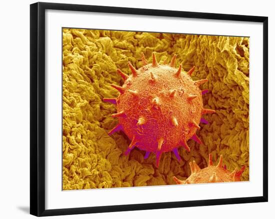 Rose of Sharon Pollen-Micro Discovery-Framed Photographic Print