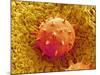 Rose of Sharon Pollen-Micro Discovery-Mounted Photographic Print