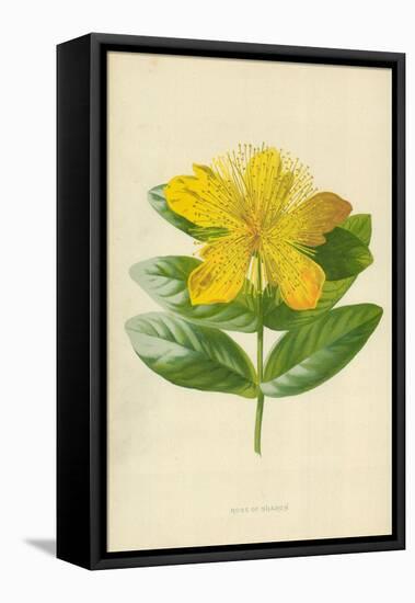 Rose of Sharon-Frederick Edward Hulme-Framed Stretched Canvas