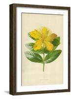 Rose of Sharon-Frederick Edward Hulme-Framed Giclee Print