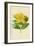 Rose of Sharon-Frederick Edward Hulme-Framed Giclee Print