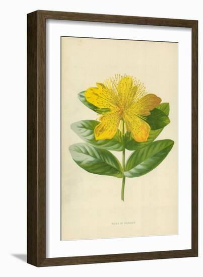 Rose of Sharon-Frederick Edward Hulme-Framed Giclee Print