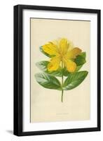 Rose of Sharon-Frederick Edward Hulme-Framed Giclee Print