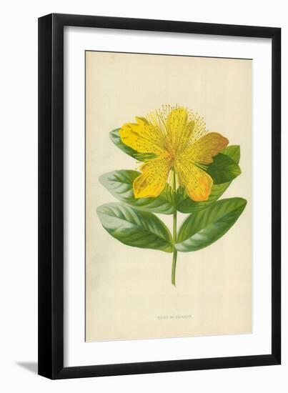 Rose of Sharon-Frederick Edward Hulme-Framed Giclee Print