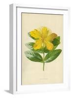 Rose of Sharon-Frederick Edward Hulme-Framed Giclee Print