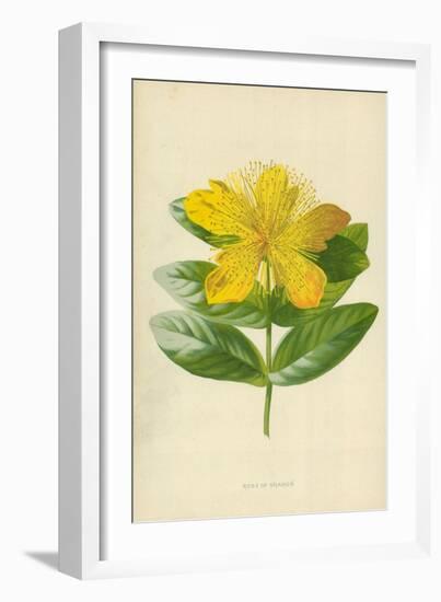 Rose of Sharon-Frederick Edward Hulme-Framed Giclee Print