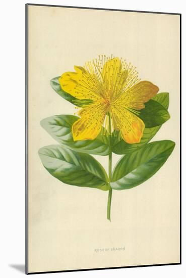 Rose of Sharon-Frederick Edward Hulme-Mounted Giclee Print