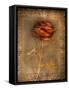 Rose on Fabric-Robert Cattan-Framed Stretched Canvas