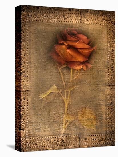 Rose on Fabric-Robert Cattan-Stretched Canvas