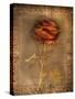 Rose on Fabric-Robert Cattan-Stretched Canvas