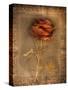 Rose on Fabric-Robert Cattan-Stretched Canvas