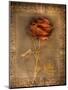 Rose on Fabric-Robert Cattan-Mounted Photographic Print